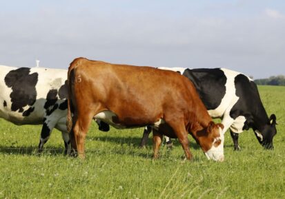 cattle vitamin and mineral support