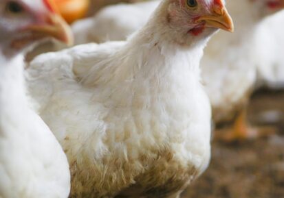poultry nutrition and feeding