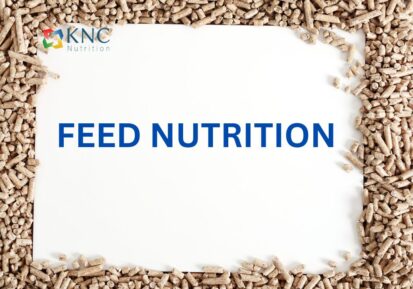 Feed nutrition (1)