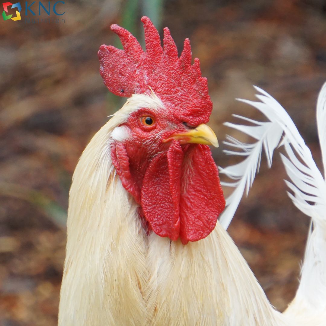 The Role Of Protein In Commercial Poultry Nutrition