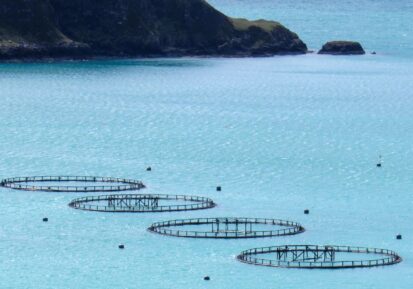 fish farming health and growth supplements 3
