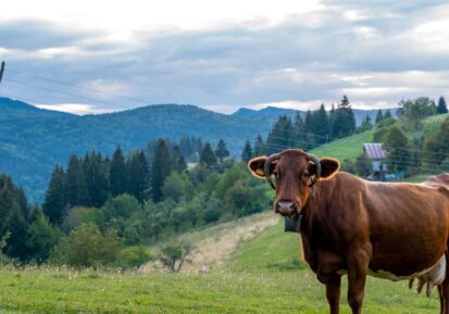 cattle vitamin and mineral supplements