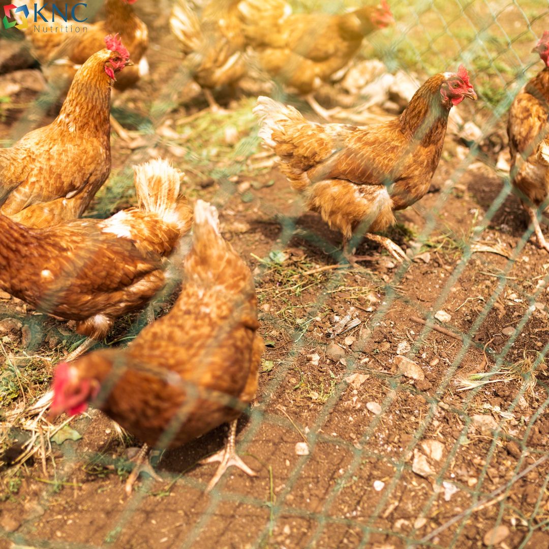 Understanding Toxin Binder for Poultry: A Comprehensive Guide