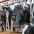 feed supplements for cattle