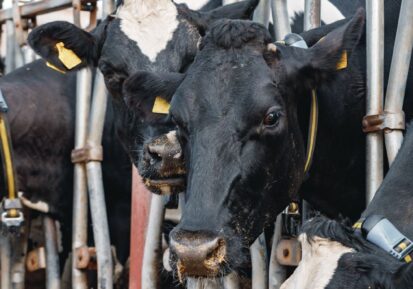 feed supplements for cattle