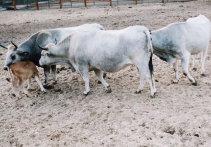 vitamins & feed supplement for cattle