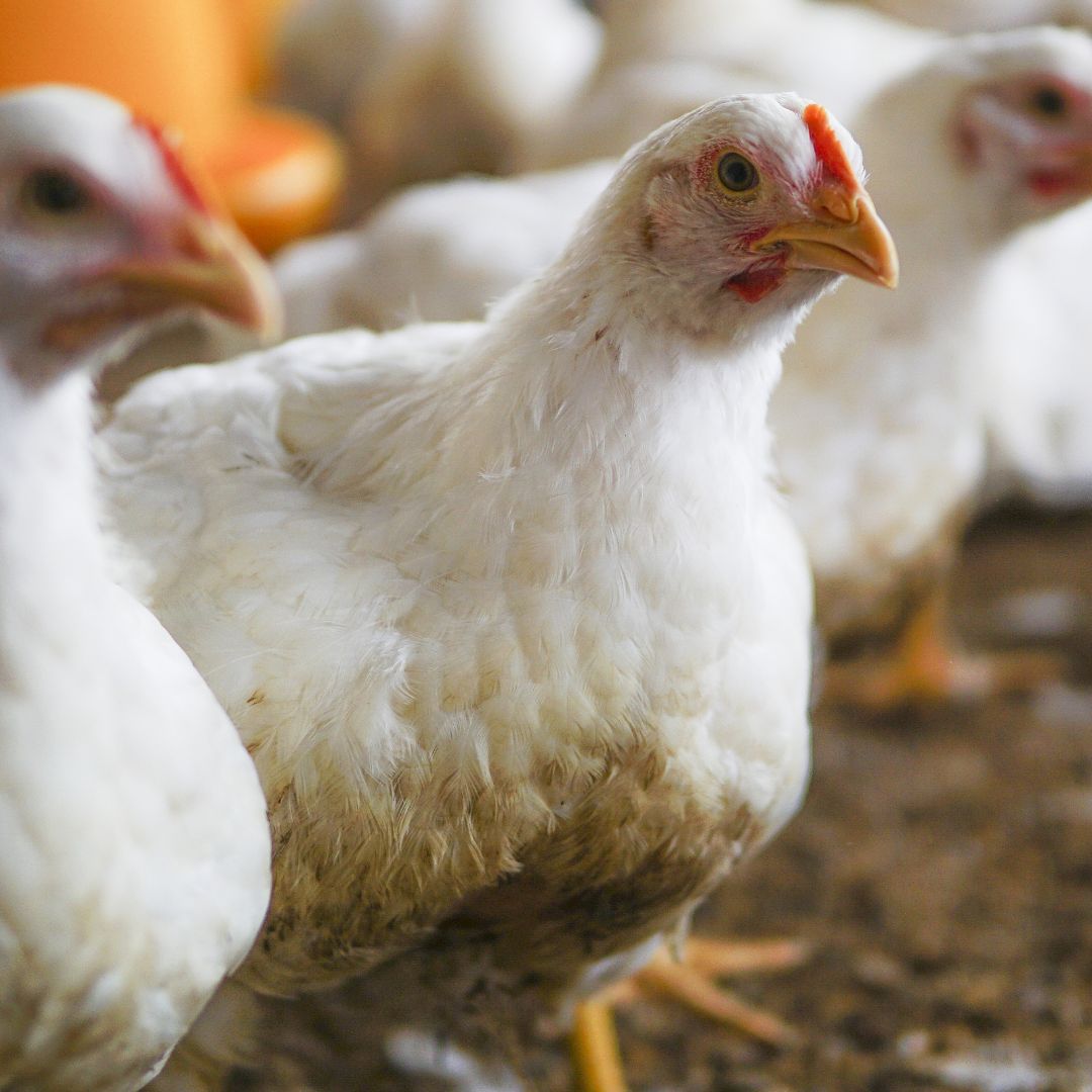 Understanding Newcastle Disease | Poultry Feed Manufacturer