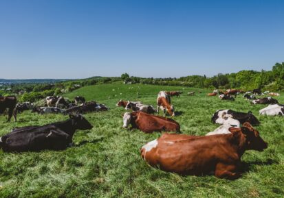 vitamins for cattle