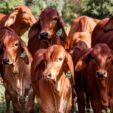 feed supplement for cattle