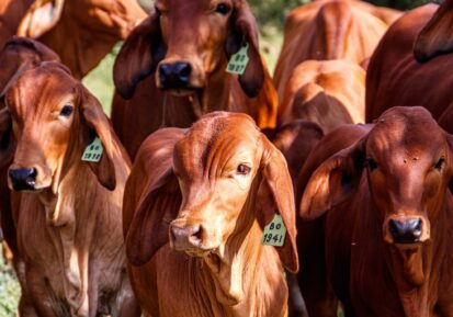 feed supplement for cattle