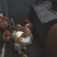 toxin binder for poultry